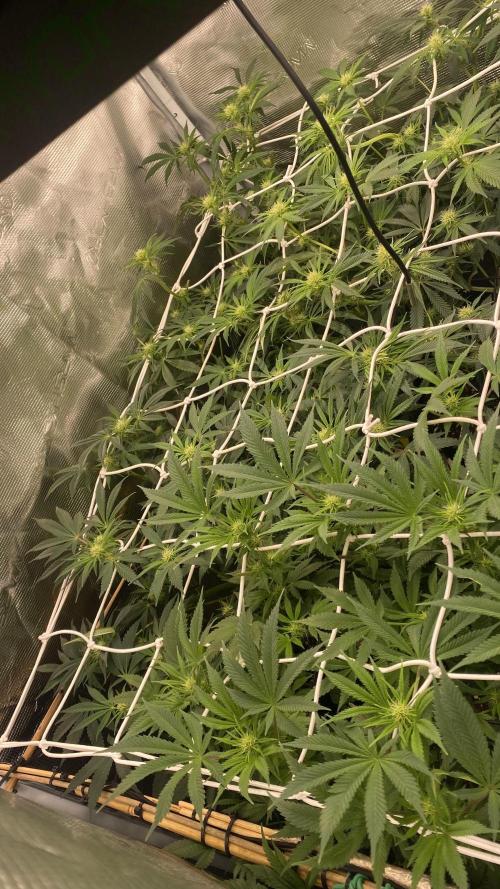 Blue Dream - Barneys farm - FC3000evo. Week 11 - day 22 - 4/12/2025