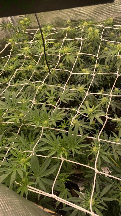 Blue Dream - Barneys farm - FC3000evo. Week 11 - day 22 - 4/12/2025