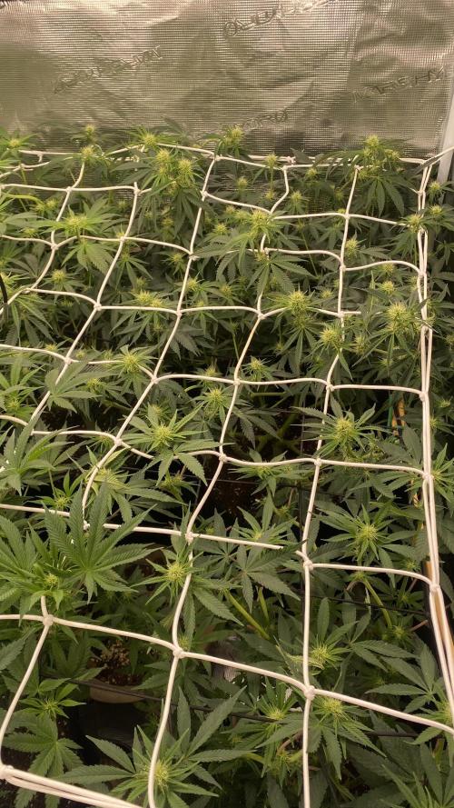 Blue Dream - Barneys farm - FC3000evo. Week 11 - day 22 - 4/12/2025