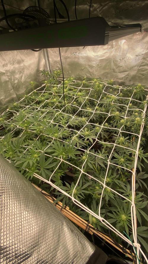 Blue Dream - Barneys farm - FC3000evo. Week 11 - day 22 - 4/12/2025