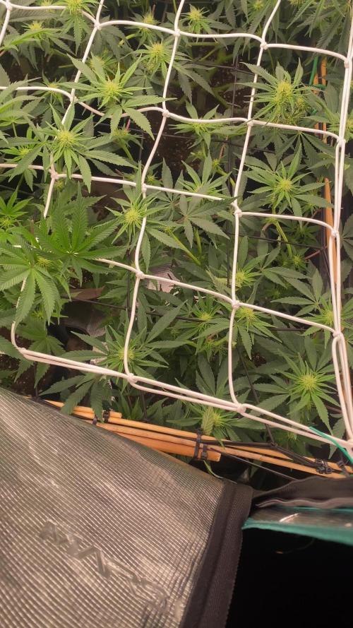 Blue Dream - Barneys farm - FC3000evo