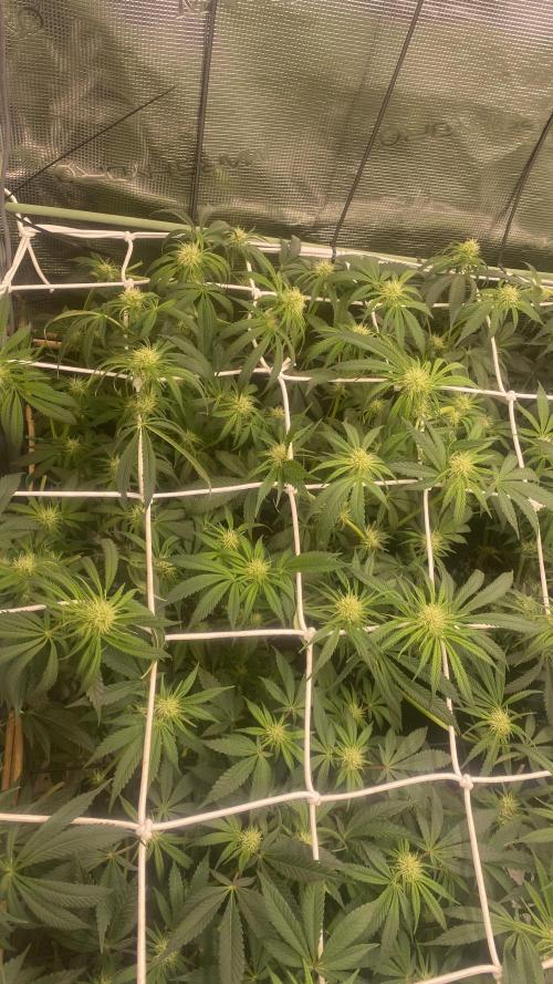 Blue Dream - Barneys farm - FC3000evo. Week 11 - day 23 - 5/12/2025