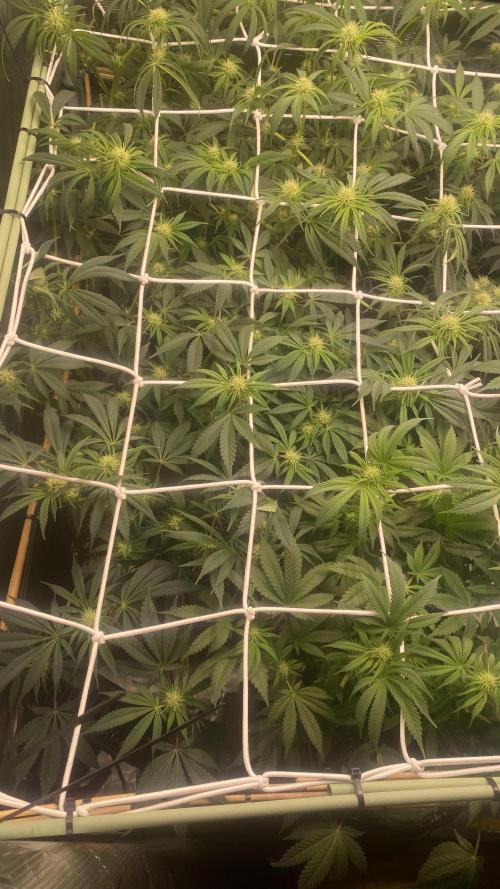 Blue Dream - Barneys farm - FC3000evo. Week 11 - day 23 - 5/12/2025