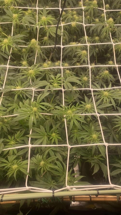 Blue Dream - Barneys farm - FC3000evo. Week 11 - day 23 - 5/12/2025