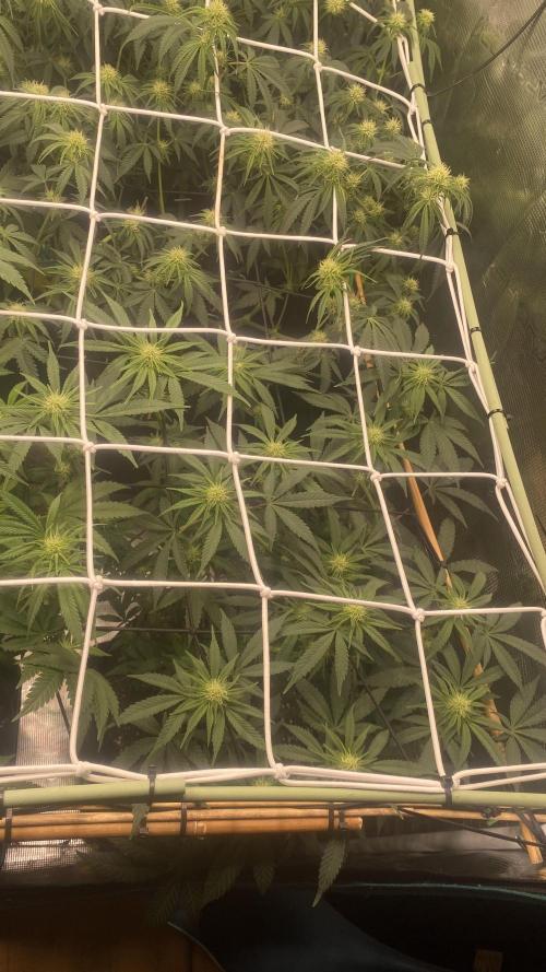 Blue Dream - Barneys farm - FC3000evo. Week 11 - day 23 - 5/12/2025