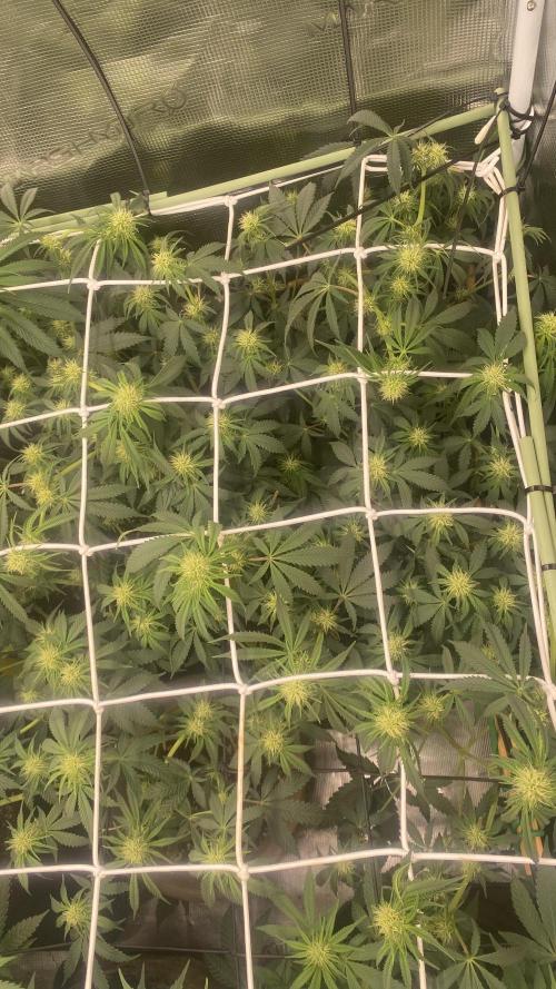 Blue Dream - Barneys farm - FC3000evo. Week 11 - day 23 - 5/12/2025