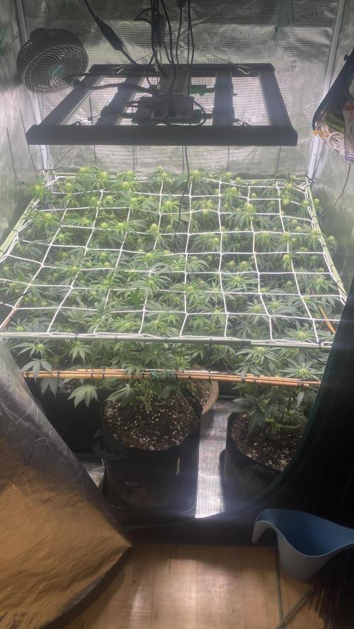 Blue Dream - Barneys farm - FC3000evo. Week 11 - day 23 - 5/12/2025