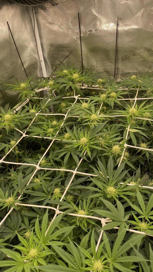 Blue Dream - Barneys farm - FC3000evo. Week 11 - day 24 - 6/12/2025