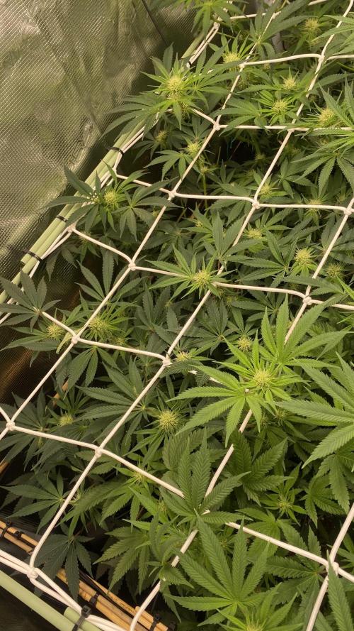 Blue Dream - Barneys farm - FC3000evo. Week 11 - day 24 - 6/12/2025