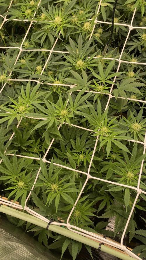 Blue Dream - Barneys farm - FC3000evo. Week 11 - day 24 - 6/12/2025