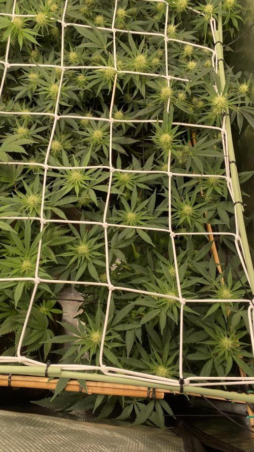 Blue Dream - Barneys farm - FC3000evo. Week 11 - day 24 - 6/12/2025