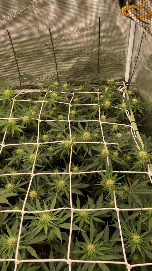 Blue Dream - Barneys farm - FC3000evo. Week 11 - day 24 - 6/12/2025