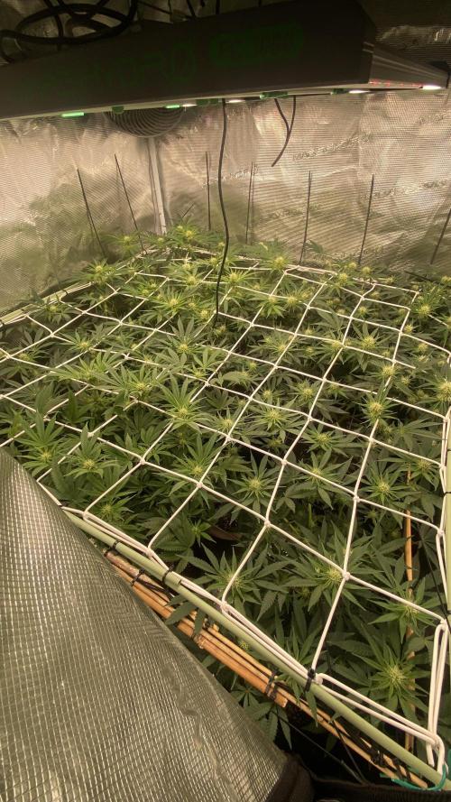 Blue Dream - Barneys farm - FC3000evo. Week 11 - day 24 - 6/12/2025