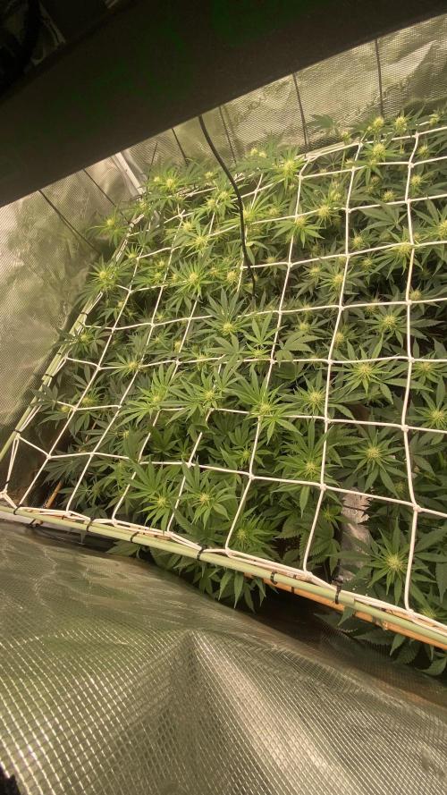 Blue Dream - Barneys farm - FC3000evo. Week 11 - day 24 - 6/12/2025