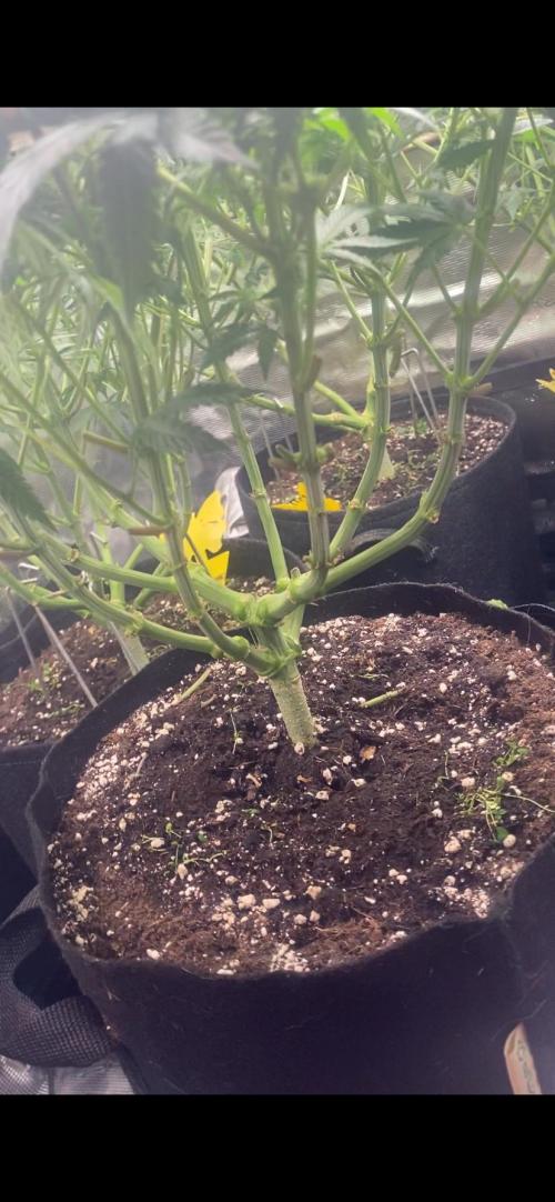 Blue Dream - Barneys farm - FC3000evo. Week 11 - day 24 - 6/12/2025