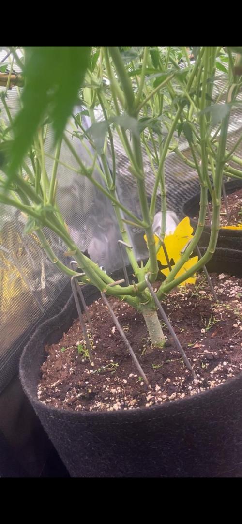 Blue Dream - Barneys farm - FC3000evo. Week 11 - day 24 - 6/12/2025