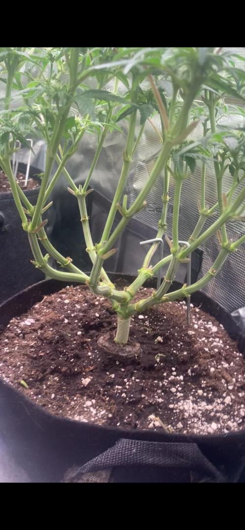 Blue Dream - Barneys farm - FC3000evo. Week 11 - day 24 - 6/12/2025