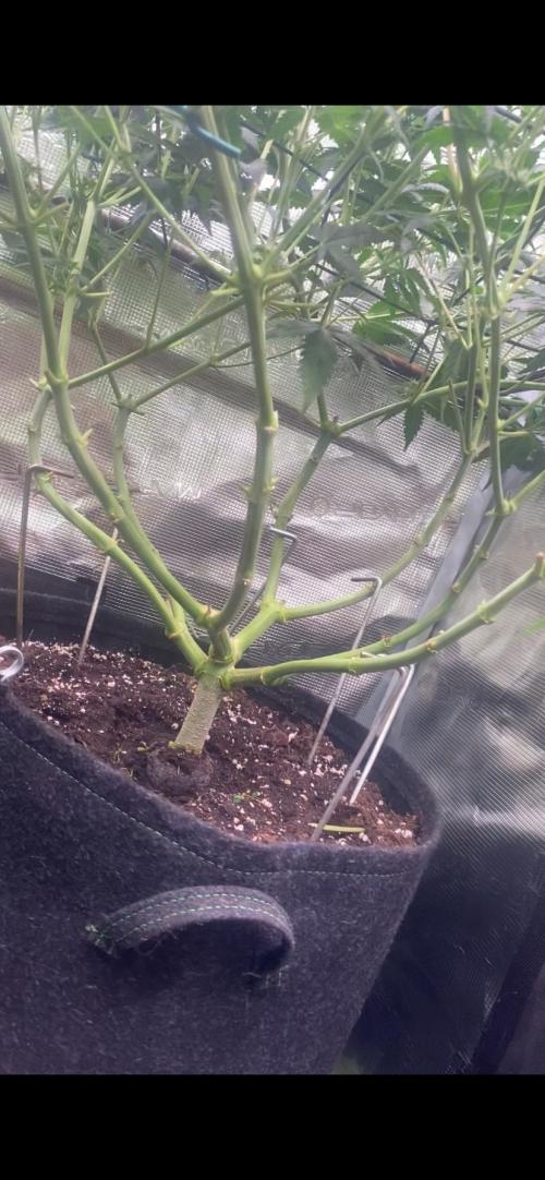 Blue Dream - Barneys farm - FC3000evo. Week 11 - day 24 - 6/12/2025