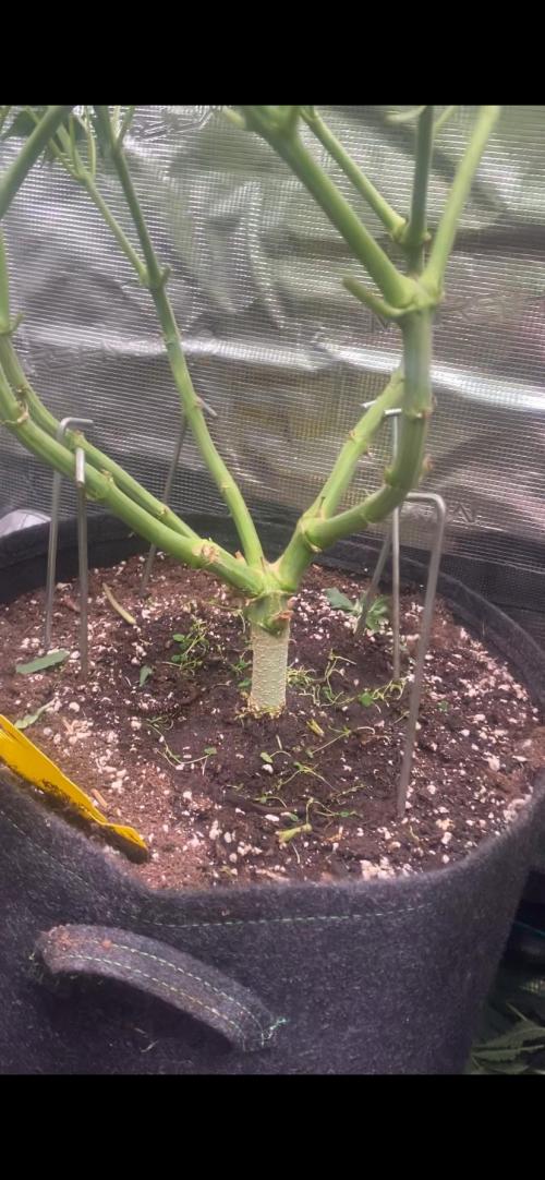 Blue Dream - Barneys farm - FC3000evo. Week 11 - day 24 - 6/12/2025