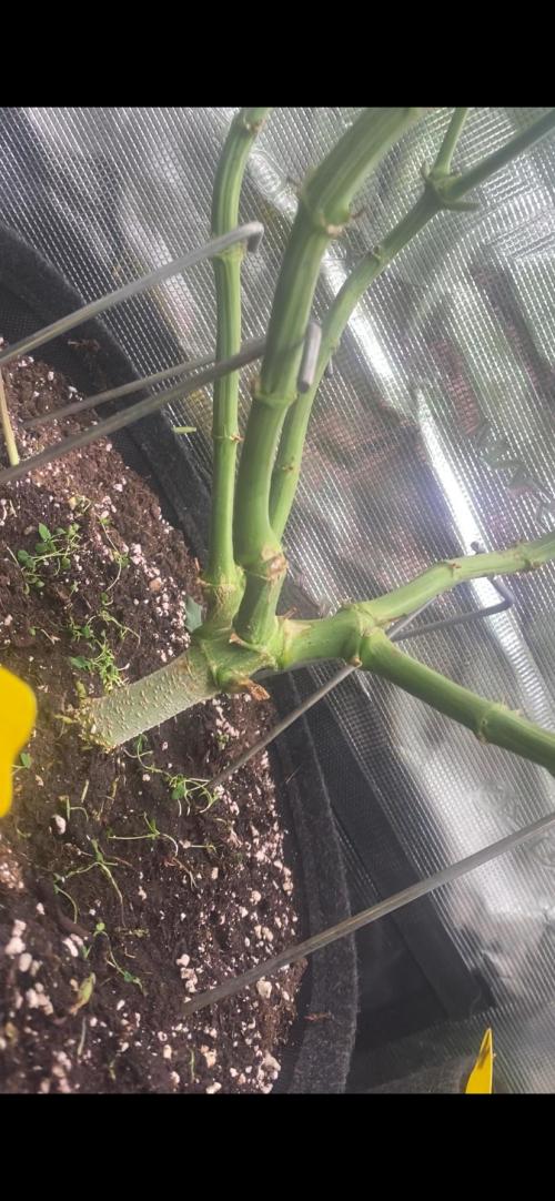 Blue Dream - Barneys farm - FC3000evo. Week 11 - day 24 - 6/12/2025