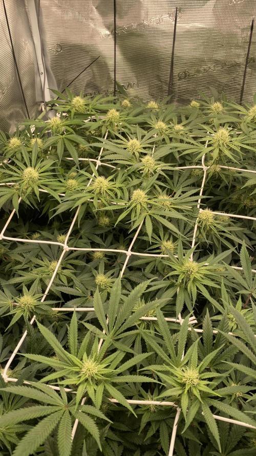 Blue Dream - Barneys farm - FC3000evo. Week 12 - day 29 - 11/12/2025