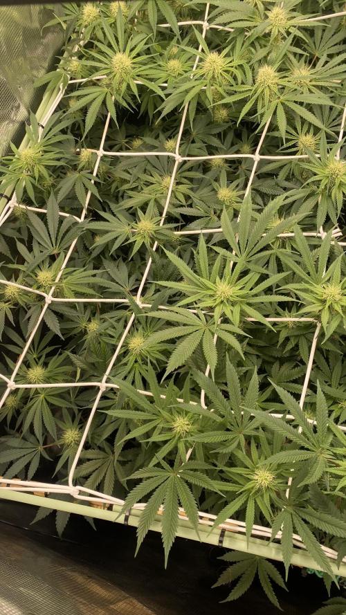 Blue Dream - Barneys farm - FC3000evo. Week 12 - day 29 - 11/12/2025