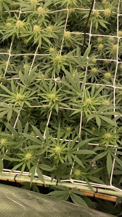 Blue Dream - Barneys farm - FC3000evo. Week 12 - day 29 - 11/12/2025