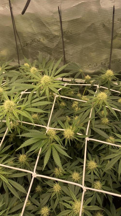 Blue Dream - Barneys farm - FC3000evo. Week 12 - day 29 - 11/12/2025