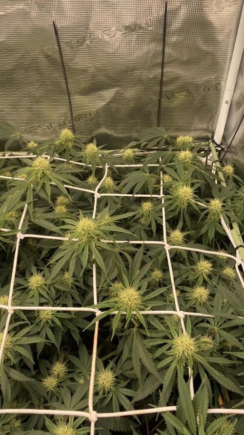 Blue Dream - Barneys farm - FC3000evo. Week 12 - day 29 - 11/12/2025