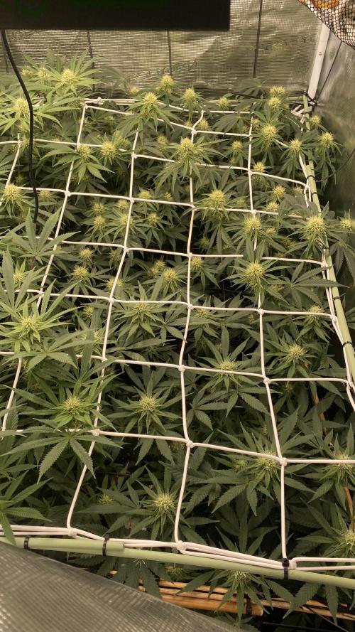 Blue Dream - Barneys farm - FC3000evo. Week 12 - day 29 - 11/12/2025