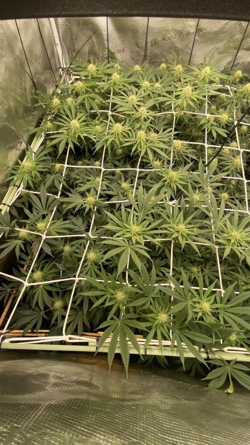 Blue Dream - Barneys farm - FC3000evo. Week 12 - day 29 - 11/12/2025