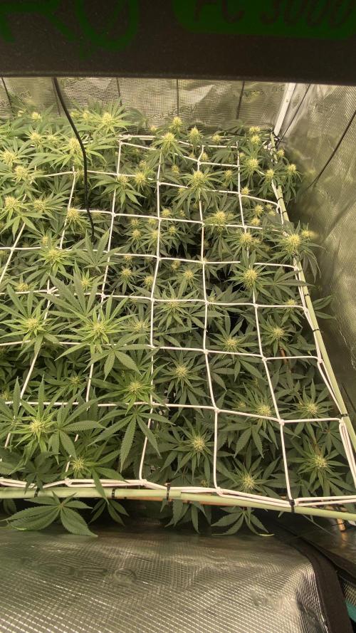 Blue Dream - Barneys farm - FC3000evo. Week 12 - day 29 - 11/12/2025