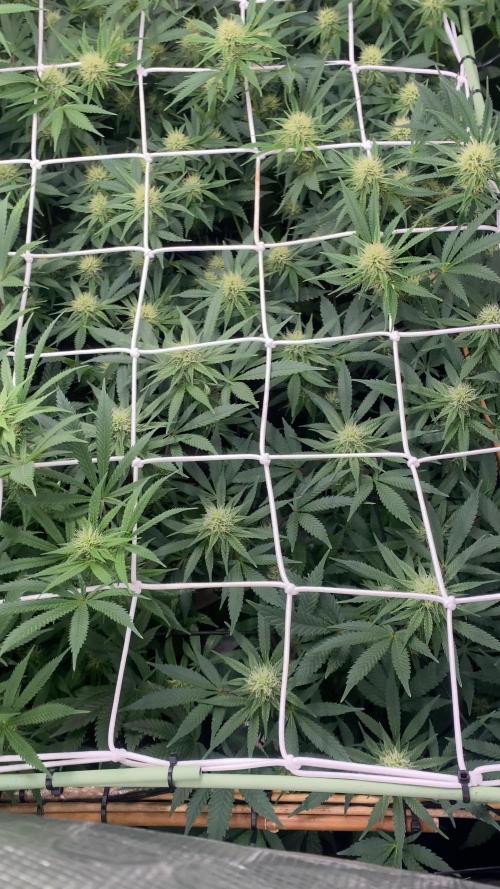 Blue Dream - Barneys farm - FC3000evo