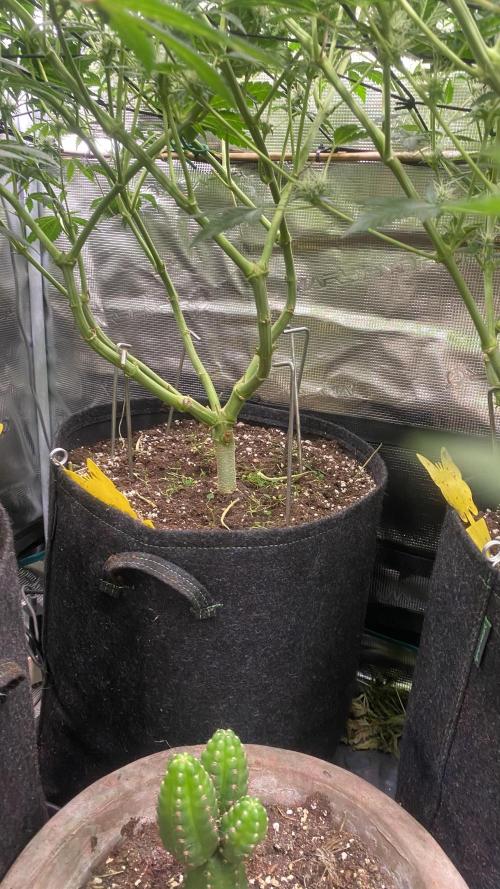 Blue Dream - Barneys farm - FC3000evo. Week 12 - 32 day - 14/12/2025