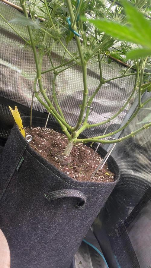 Blue Dream - Barneys farm - FC3000evo. Week 12 - 32 day - 14/12/2025