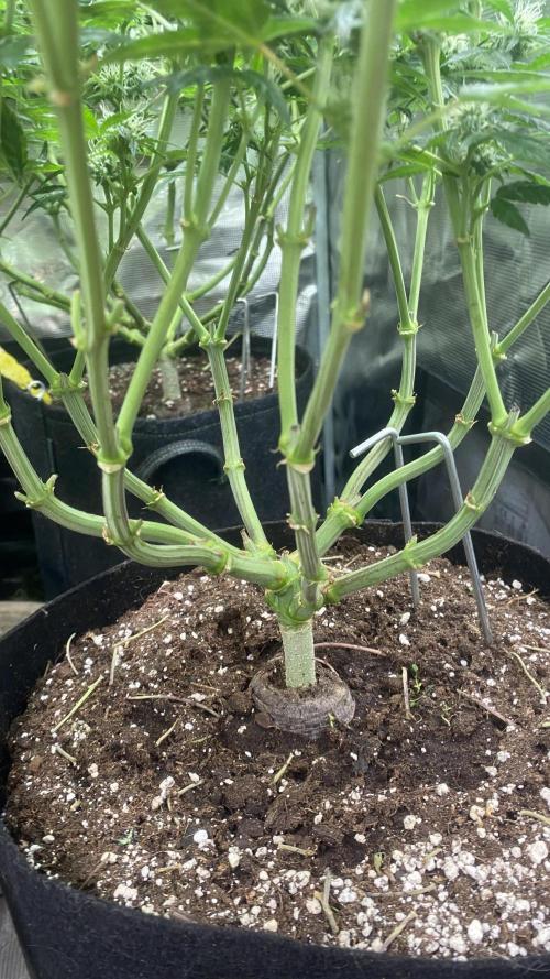 Blue Dream - Barneys farm - FC3000evo. Week 12 - 32 day - 14/12/2025