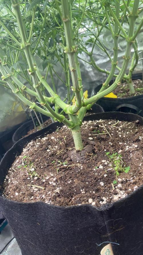 Blue Dream - Barneys farm - FC3000evo. Week 12 - 32 day - 14/12/2025