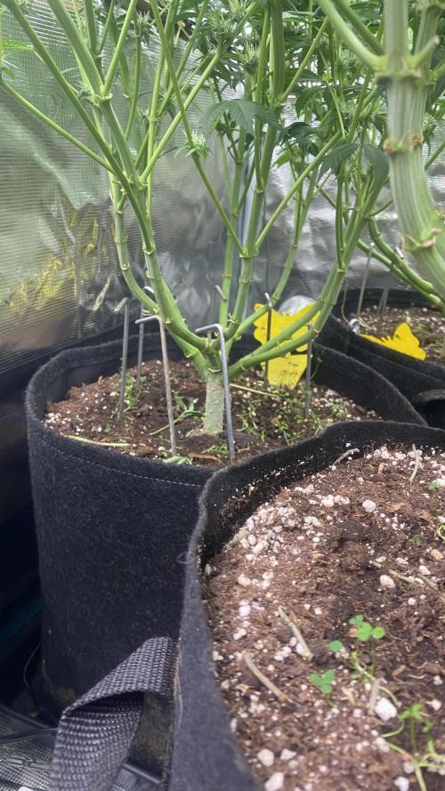 Blue Dream - Barneys farm - FC3000evo. Week 12 - 32 day - 14/12/2025