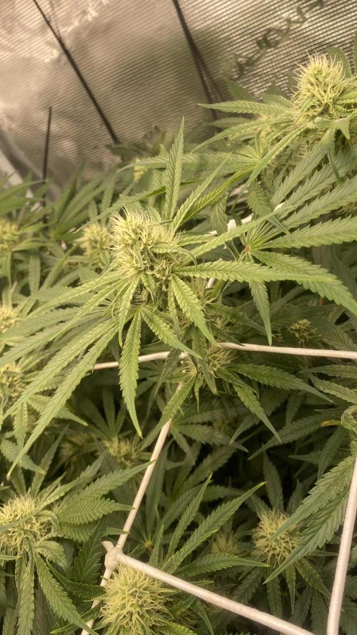 Blue Dream - Barneys farm - FC3000evo. Week 12 - 32 day - 14/12/2025