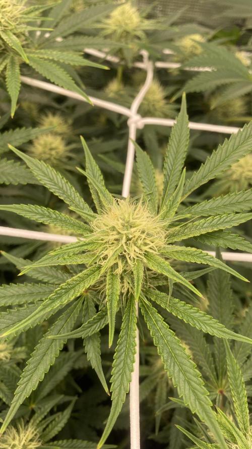 Blue Dream - Barneys farm - FC3000evo. Week 12 - 32 day - 14/12/2025