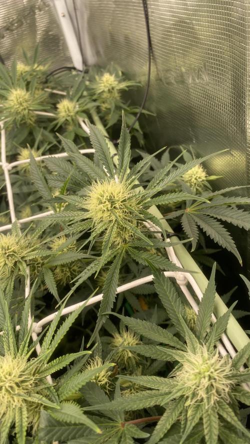 Blue Dream - Barneys farm - FC3000evo. Week 12 - 32 day - 14/12/2025