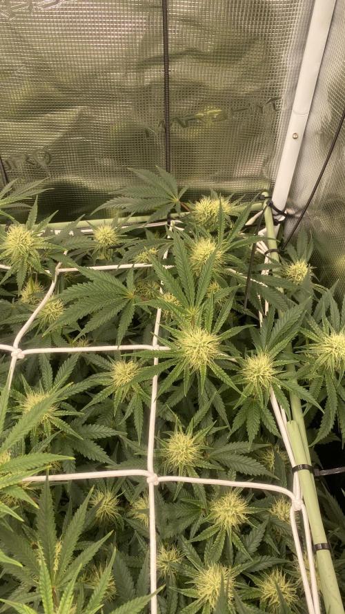 Blue Dream - Barneys farm - FC3000evo. Week 12 - 32 day - 14/12/2025