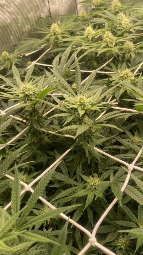 Blue Dream - Barneys farm - FC3000evo. Week 12 - 32 day - 14/12/2025