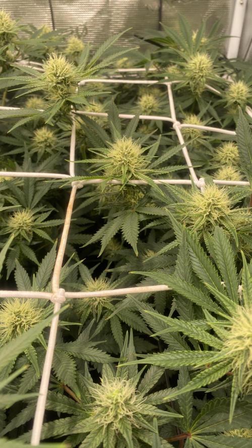 Blue Dream - Barneys farm - FC3000evo. Week 12 - 32 day - 14/12/2025