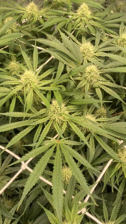 Blue Dream - Barneys farm - FC3000evo. Week 12 - 32 day - 14/12/2025