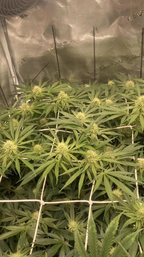 Blue Dream - Barneys farm - FC3000evo. Week 12 - 32 day - 14/12/2025
