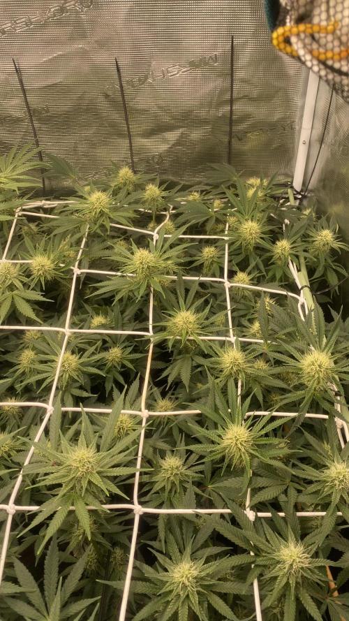 Blue Dream - Barneys farm - FC3000evo. Week 12 - 32 day - 14/12/2025