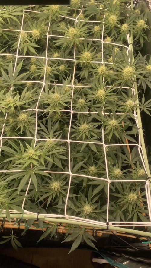 Blue Dream - Barneys farm - FC3000evo. Week 12 - 32 day - 14/12/2025