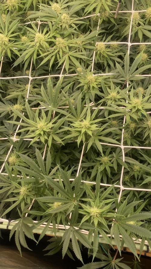 Blue Dream - Barneys farm - FC3000evo. Week 12 - 32 day - 14/12/2025