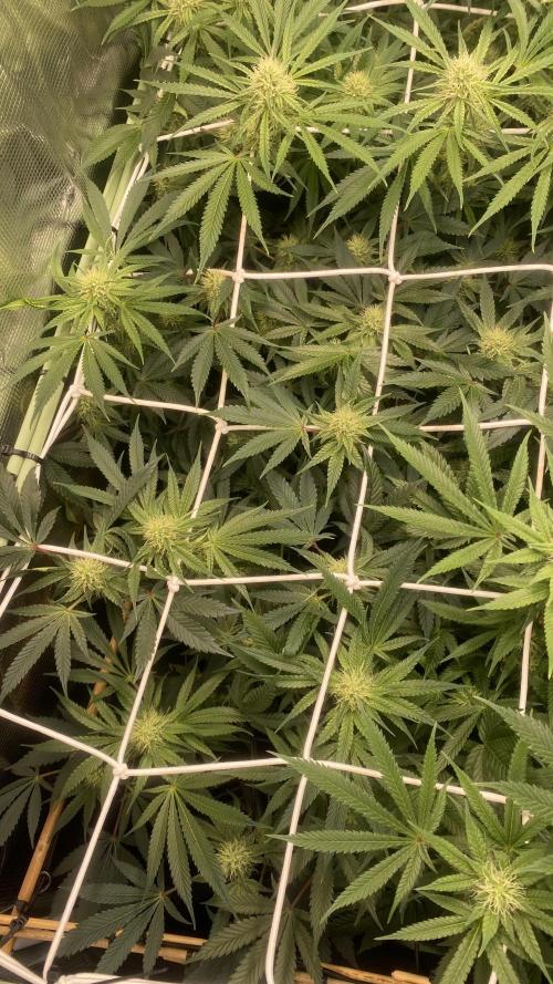 Blue Dream - Barneys farm - FC3000evo. Week 12 - 32 day - 14/12/2025